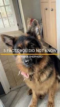 FACTS YOU DID NOT KNOW ABOUT THE GERMAN SHEPHERD. #germanshepherd #dogs