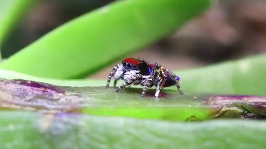 Maratus elephans: The peacock spider with an elephant on its butt