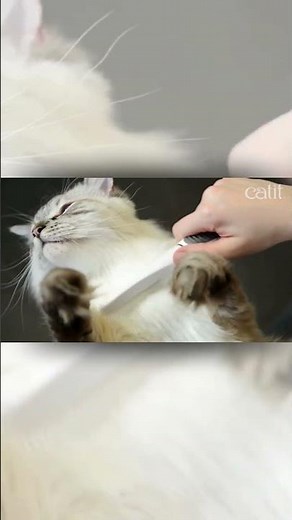 Professional Cat Grooming at Home 🐱✨ | Catit Grooming Kit Review & Demo