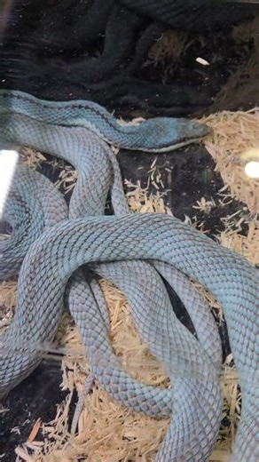Real Life Blue Snakes Are Insane! 🩵🐍 | ¡Serpientes Azules De La Vida Real!