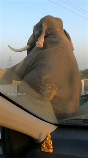 elephant falling from a running truck in a highway #shocking #viral #trending #shorts #viralvideos