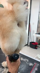 How I did a Little trim to this chow chow #foryouシ #reelsfypシ #grooming #chowchow #petsofinstagram #reelscristão #fblifestyletyle | Doctor groomer
