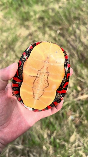 How BEAUTIFUL is this painted turtle?! 😍 #reptiles #turtle #fyp #viral