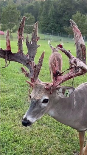 The Secret Behind Deer Rubbing Their Antlers on Trees 😯