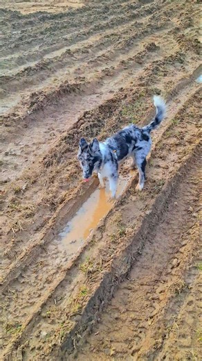 1 sekunda… i już w błocie 😳🐶 | 1 second… and straight into mud 😂