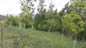 plantation of chestnut trees with protection for deer in the mountains