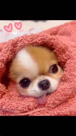 15K views · 835 reactions | Your daily dose of cute!❤️ #cutebaby #cuteanimals #cutenessoverload #cuteness #cutedogs #famouschihuahua #lovedogs #chihuahua #chihuahuafanatics #lovechihuahua #chihuahualove #chihuahualover #adorbs #adorableanimals #AdorablePets #adorablebaby #sweetbaby #dailydoseofcute #lovethisbaby #SharePost #ShareThisPost #ShareTheJoy #cutenessoverloaded #sharethelove Credit: @natu816.chihuahua ❤️ | Famous Chihuahua | Facebook