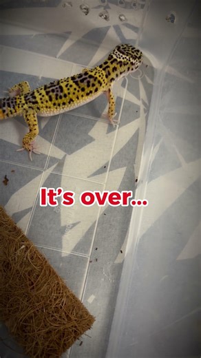 POV: You’re a Cockroach… And He’s Already Locked In 🦎💀