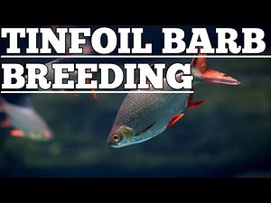 Tinfoil barb breeding | Tin foil barb fish breeding | Tinfoil barb fish .