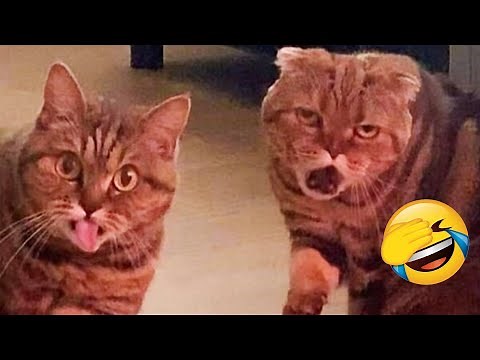 Best Funny Pet Videos Of The Month - Dogs 🐶 And Cats 😹 Doing Cute Things