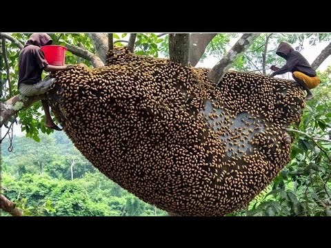 Discover and Harvest Wild Honey at Incredible Heights