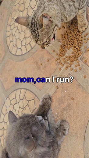 perison cat vs. stray 🐈 #shortsfeed #youtubeshorts #shorts #funny