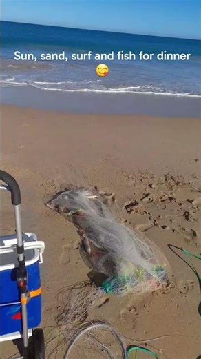 Cast net surf fishing #pesca #whiting #fish