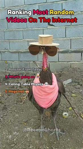 Most Random Videos On The Entire Internet 😭