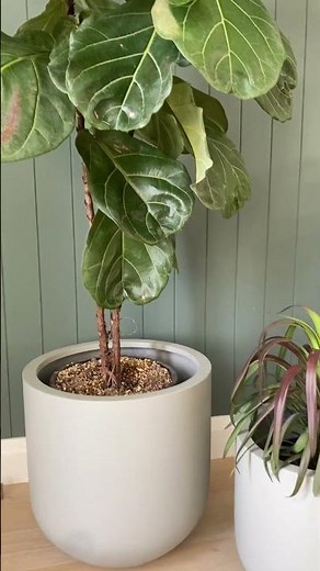 How to repot a Fiddle Leaf Fig!