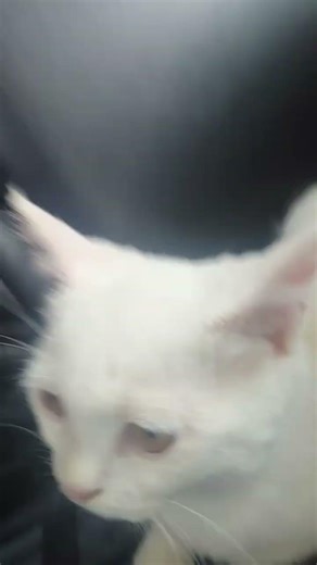 popipopipopippo! 🤗#cute#meow#blowup#dontflop