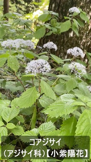 コアジサイ （アジサイ科） 【小紫陽花】 #山野草 #初夏の野草 #野山の花 #山の花 #小紫陽花 #植物図鑑 #山川草木図譜チャンネル
