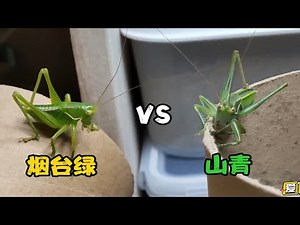 烟台绿vs山青！同样是5蜕小蝈蝈，颜色有哪些不同？