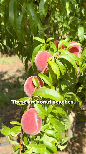 What's up with these peaches?! 👀🍑 Meet the donut peach - flat, juicy and seriously sweet! These fan favourites are easy to eat and are perfect for snacking. ⏰ They’re only around for a limited time! Order a box now so you don't miss out! | Farmers Pick