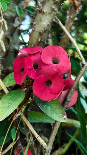 How to capture Euphorbia milii 🔥🌺flower in mobile using pro mode 📸Il Tips And Tricks🎯 #euphorbia