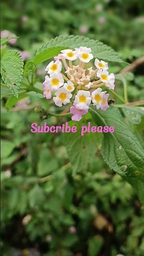 Nature's Masterpieces: The Art of Beautiful Photography