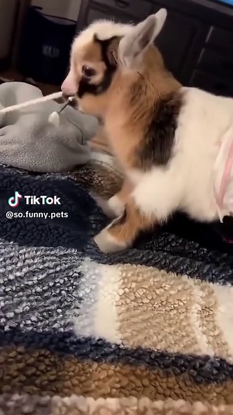 Funny and cute little goat. 🐐🤣#happy #funny #foryou #cute #fyp #jump #baby #goat