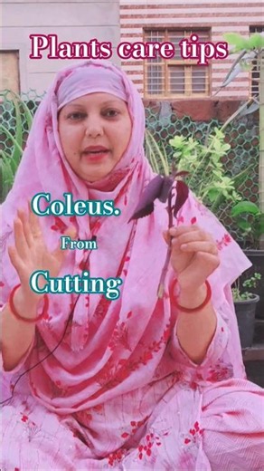 Beautiful Coleus Plants Grow from cutting 🌴 | Plants Care Tips 🌳#plants #gardening #mustarakiduniya