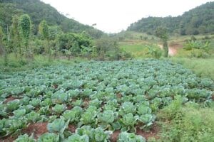 Reboosting agriculture: The key to food security in Jamaica - Jamaica Observer