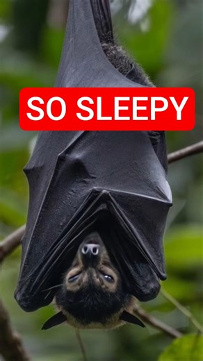 One Last Yawn: Sleeping Baby Bat