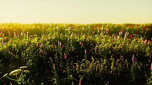 wild meadow with blooming wildflowers in soft early morning or sunset sunlight