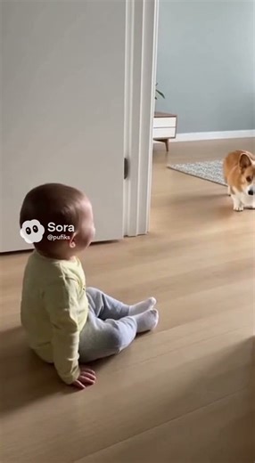 Just look at this 🐶👶 #shorts #corgi #baby #cute