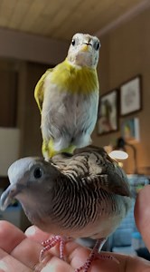 1.5M views · 10K reactions | Tiny rescue bird loves baths so much, he helps himself to everyone's water  | The Dodo | Facebook