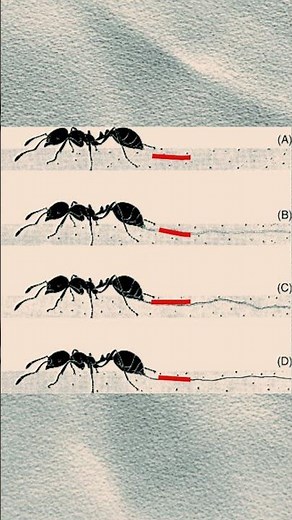 Ants' Secret Code to Communicate
