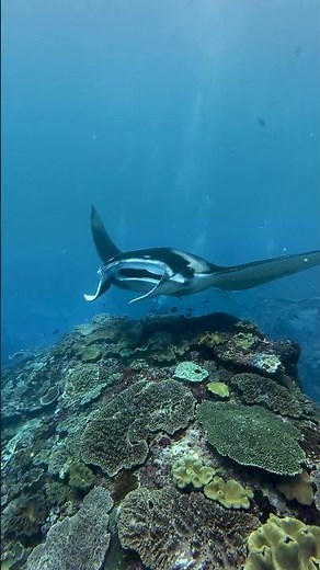 Slow Down with the Mantas | Peaceful Dive at Manta Point, Nusa Penida