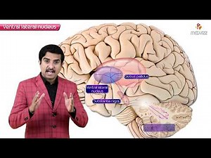 Proceum pvt ltd (Trailer) - Pioneers in Animated Medical video lectures #medicalanimations #usmle