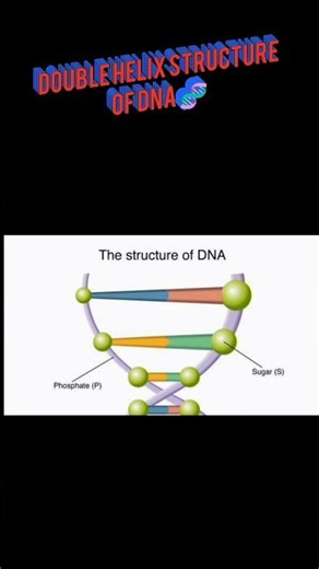 Structure of DNA Explained | Double Helix Structure of DNA 🧬