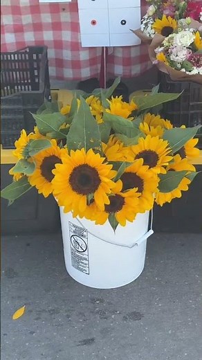 Finding Peace at the Aksarben Farmers Market 🧘‍♀️🌻