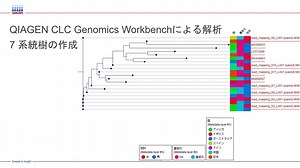 QIAGEN CLC Genomics Workbenchによる解析7 系統樹の作成