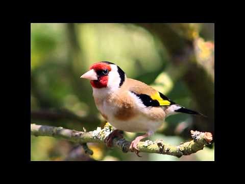 Canto del Cardellino (Siciliano)