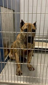 🚨 WE ARE LOOKING FOR A MEDICAL RESCUE FOR OUR MASTIFF MIX HERCULES! Hercules appears to be completely blind and needs out of the shelter ASAP! The shelter is no place for a blind dog. We can’t even imagine how scared and uncomfortable he must be… the unfamiliar setting and smells, the new noises, and the strangeness of a kennel he’s never been in before must be so overwhelming for him. He’s a very sweet, gentle boy but he can’t seem to settle here and is constantly on the move. He is accepting 