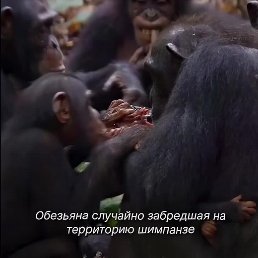 Chimpanzees' Ruthless Hunting Tactics Explained