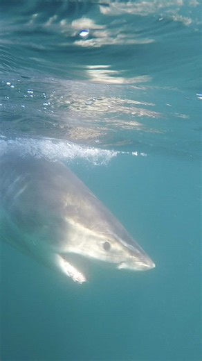 📡 🦈 PSAT TAG RECOVERED — SCIENCE IN ACTION A pop-up satellite archival tag deployed on BRASS BED, a juvenile female white shark tagged off Nova Scotia in October 2025, surfaced off St. Augustine, FL—and was successfully recovered by an OCEARCH team. PSATs archive detailed depth, temperature, and light data. Physically recovering the tag allows scientists to access the full dataset, which can then be combined with SPOT tag data like what you see on the OCEARCH Global Shark Tracker—making the sc