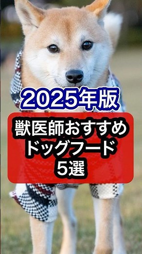 Top 5 dog foods recommended by veterinarians in 2025