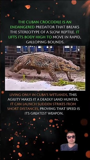 high speed MONSTER