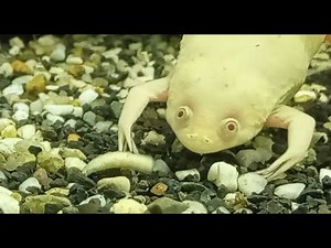 Xenopus Laevis (African Clawed Frogs) eating worms