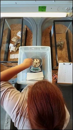 Texas horned lizards begin hatching at Fort Worth Zoo