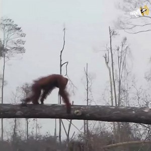« Les salauds ont mis le feu à mon paradis » #Deforestation 🐵 Alpha Blondy : 7 déc. 2019. Montpellier, Sud de France Arena #Anymal | Anymal