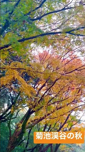 【九州の魅力発見】菊池渓谷の紅葉
