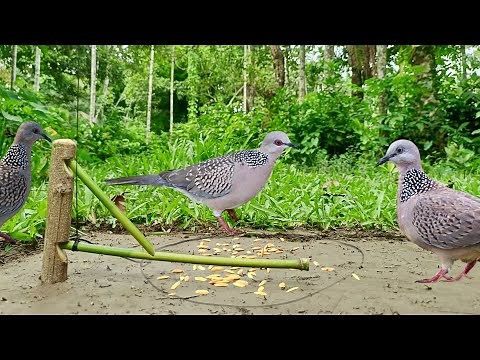 Dove Hunter, How can I Make Dove Trap Vary easy