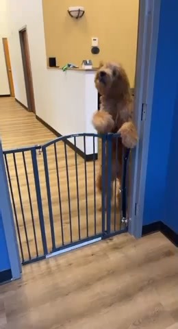 🎉🐶💃 LOOK AT HER GO! Harlow is doing her happy dance because the Scheiderich Agency just hit over 300 ⭐⭐⭐⭐⭐ ratings on GOOGLE!! 🌟🌟🌟🌟🌟 A HUGE thank you to our customers, lenders, and Realtors for the trust, support, and amazing feedback. You all are the reason we do what we do! 💙🙏 📍 Scheiderich Agency 60 W Park St, Buford, GA 30518 📞 770-268-4418 From all of us (and especially Harlow 🐾) — THANK YOU!! 🎊✨ #ScheiderichAgency #Google5Stars #300Reviews #Grateful #HappyDance #OfficeDog #Bu